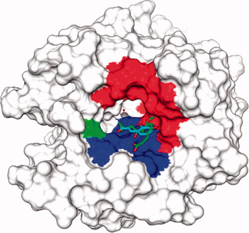 Figure 1. Surface representation of hCA II in adduct with the superimposed hydrolized (and active) coumarin species (cyan from 5BNL, green from PDB 3F8E). The hydrophobic half of the active site is coloured in red, the hydrophilic one in blue. His64, the proton shuttle residue, is in green.