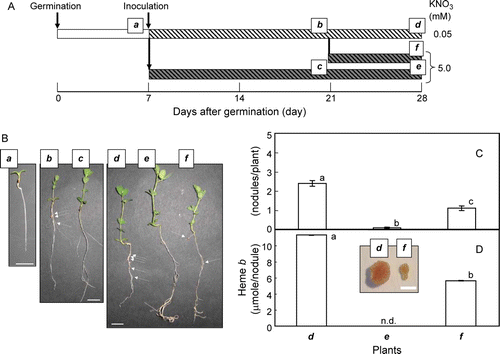 Figure 4.  The growth schedule of L. japonicus seedlings (A), photos of plants used in this study (B), number of nodules (C) and the amount of heme b derived from leghemoglobin in roots (D). The seeds were germinated and grown with 0.05 mM KNO3 for 7 days. Then, the seedlings were inoculated with M. loti, and grown with 0.05 or 5.0 mM KNO3. At 14 days after inoculation, the ones grown with 0.05 mM KNO3 were divided into two halves, and one of them were grown with 0.05 mM KNO3 while the others were grown with 5.0 mM KNO3 for additional 7 days. The plants used for the analyses were named as a to f. On the photos (B), the nodules are shown with white arrows. For nodule number (C) and the amount of heme b (D), the means±SE (n=3) are shown. The values followed by the different letter indicate means that are significantly different (P<0.05, Tukey's test). In panel D, the shape and color of nodules isolated from plant d and f is shown in the inset.