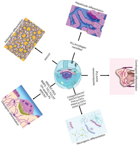 Figure 1 Stem cell differentiation mediated by bionanomaterials with applications in regenerative medicine.