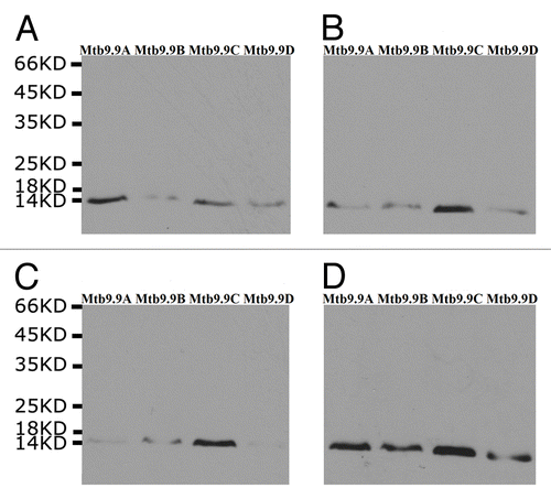 Figure 4. Mtb9.9 proteins underwent western blot analyses for Mtb9.9A (A), Mtb9.9C (B), Mtb9.9D (C), and Mtb9.9E (D).