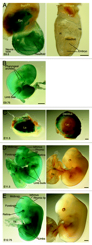 Figure 2. Brpf1 expression from E8.5 to E12.75. The expression was assessed by whole-mount β-galactosidase staining of Brpf1l/+ and wild-type E8.5 concepti (A), E9.75 embryos (B), E11.5 placentae (C) and embryos (D), and E12.75 embryos (E). For E9.75, only the Brpf1l/+ embryo is shown, and no staining was detected in the wild-type embryo, yolk sac or placenta (data not shown). At E8.5, ubiquitous staining was observed in the embryo proper, allantois, ectoplacental cone, and yolk sac (A). At E9.5, Brpf1 was widely expressed in the embryo, with the highest level in the forelimb buds (B). At E11.5, Brpf1 was highly expressed in the placental labyrinth (C, where only one half is shown for the mutant placenta and the wild-type placenta exhibited some non-specific staining at the decidua), limb buds, telencephalic and mesencephalic vesicles, isthmus (midbrain-hindbrain border), rhomic lip (cerebellar primordium), neural tube, eye, and yolk sac (D). The expression remained similar at E12.75, except for the decreased signal in the limbs (E). Abbreviations: Al, allantois; Epc, ectoplacental cone; La, labyrinth; Ys, yolk sac. Scale bars, 200 μm (A) and 500 μm (B–E).