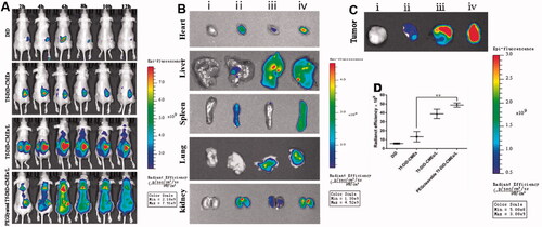 Figure 6. Investigation of biodistribution (A) Distribution of NIR signal on mice treated with different DiD-labeled formulations at the predetermined intervals. (B) Fluorescence images of normal organs at 12 h post-injection. (C) Fluorescence images of tumor tissues at 12 h post-injection. (D) Quantitative analysis of fluorescence in the tumor tissues after 12 h of the administration. Data are represented as mean ± SD, n = 3. **p < .01. (i), (ii), (iii), (iv) represent DiD, Tf-DiD-CMEs, Tf-DiD-CMEs/L, and PEGlyated Tf-DiD-CMEs/L, respectively.