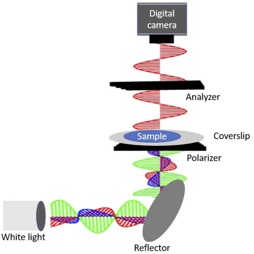 Figure 2. Experimental setup for polarized light imaging. Images were taken from above by placing samples on a borosilicate glass cover slip between the polarizer and the analyzer.