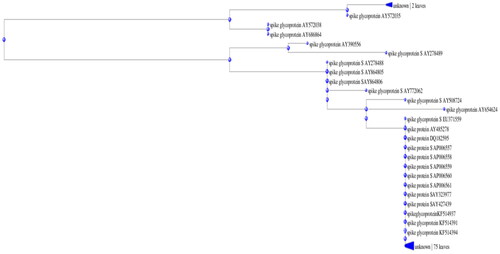 Figure 9. Phylogenetic tree of spike proteins.