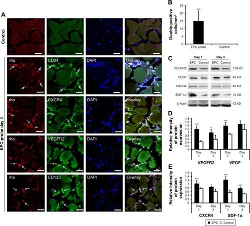 Figure 7 Detection of EPCs labeled with multimodal imaging probes in ischemic hindlimbs. (A) Cy5.5 and random signals from probe-labeled EPCs were colocalized in the injured tissue stained with fluorescent Alexa488-CD34, CD133, VEGF receptor 2 and CXCR4 (EPC markers). Probe-labeled EPCs positive for EPC markers migrated into microvessel walls 3 days after transplantation. Cy5.5 and EPC antibody positive cells are shown by arrows. The scale bars are 30 μm. (B) The numbers of Cy5.5-positive and rhodamine double-positive EPCs per square millimeter within the ischemic region were recorded at 3 days after the induction of injury. (C) Western blot showing increased VEGF receptor 2, VEGF, CXCR4 and SDF-1α levels in the ischemic muscle of EPC-treated mice on days 1 and 3 compared with the controls. (D) and (E) Bottom panel shows the results of quantification of the bands. *P<0.05, ***P<0.001.Abbreviations: EPC, endothelial progenitor cell; VEGF, vascular endothelial growth factor; CXCR4, C-X-C chemokine receptor 4; SDF-1α, stromal cell-derived factor-1alpha; rho, rhodamine; DAPI, 4′,6-diamidino-2-phenylindole; VEGFR2, VEGF receptor 2.