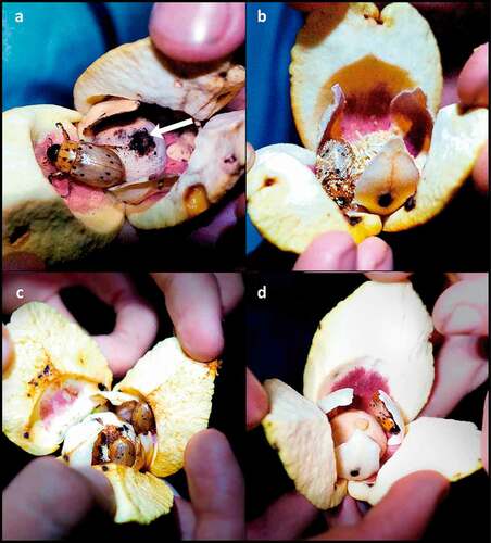 Figure 8. Cyclocephala octopunctata visiting flowers of Annona crassiflora in a Cerrado area in the municipality of Chapada dos Guimarães, MT. (a) A male individual found inside the floral chamber during the female phase. Note the darkening gynoecium, characteristic of an advanced female phase. (b) A specimen covered in pollen found in a male-phase flower. (c) Two individuals inside a female-phase flower. Note that their heads are directed towards the base of the inner petals, where basal alimentary lobes are located. (d) One individual feeding on one basal lobe of an inner petal in a female-phase flower.