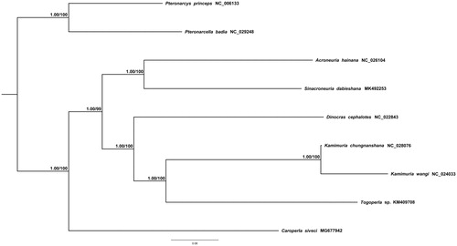 Figure 1. The Bayesian inference (BI) and maximum-likelihood (ML) trees contain nine species based on the mitogenomic sequence data of 13 PCGs and two rRNAs.