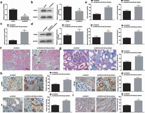 Figure 6. miR-19b-3p depletion abrogates down-regulated HDAC3-induced effects on HN-induced RIF. (a/b). RT-qPCR and Western blot assay detected SF3B3 expression after down-regulation of HDAC3 in HN rats; (c/d). RT-qPCR and Western blot assay detected SF3B3 expression after down-regulation of HDAC3 and miR-19b-3p in HN rats; (e). 24 h urine protein, Scr, BUN and UA contents after down-regulation of HDAC3 and miR-19b-3p in HN rats; (f). H&E staining analyzed pathological damages of renal tissues after down-regulation of HDAC3 and miR-19b-3p in HN rats; (g). Masson staining analyzed the degree of fibrosis and RIF index after down-regulation of HDAC3 and miR-19b-3p in HN rats; (h). α-SMA, TGF-β1 and FN contents in renal tissues after down-regulation of HDAC3 and miR-19b-3p in HN rats; (i). TUNEL staining detected renal cell apoptosis after down-regulation of HDAC3 and miR-19b-3p in HN rats. Data were expressed as mean ± standard deviation. The t-test was used for comparison between two groups. & P < 0.05 compared with the sh-NC group; * P < 0.05 compared with the sh-HDAC3 group.