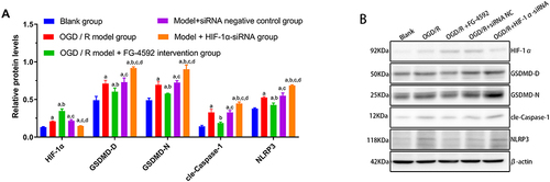 Figure 4 Protein expression of HIF-1α, GSDMD-D, GSDMD-N, cle-Caspase-1, and NLRP3 in the BV 2 cells of each group. (A) Comparison of expression levels of different grouped proteins, (B) Plot of different proteins.