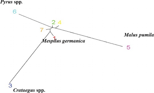 Figure 5. Similarity between different genera studied in this experiment based on banding pattern from random primers using STRUCTURE software.