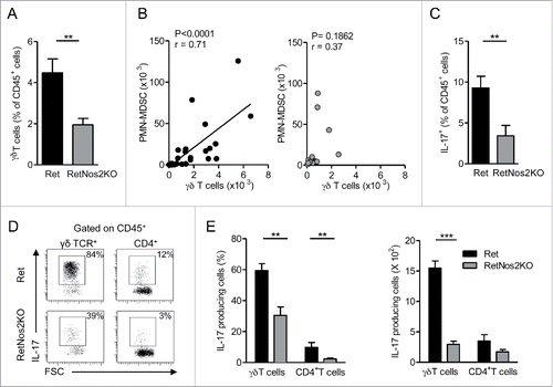 Figure 3. NOS2 deficiency decreases IL-17-producing γδ Tcells (A) Percentage of γδ T cells among CD45+ cells in primary tumors of Ret (n = 9) and RetNos2KO mice (n = 11). (B) Correlation between the numbers of γδ T cells and PMN-MDSCs within the primary tumors of Ret (n = 33) (left) and RetNos2KO (n = 17) (right) mice. Each point represents individual mouse and line is linear regression. (C–E) IL-17 production assessed by flow cytometry on single-cell suspensions derived from primary tumors of Ret (n = 11) and RetNos2KO mice (n = 10) after PMA/ionomycin stimulation. (C) Percentage of total IL-17producing CD45+ cells. (D) Representative FSC/IL-17 dot plots are shown for γδ T cells and CD4+ T cells. (E) Percentage (left) and absolute number (right) of γδ T cells and CD4+ T cells producing IL-17. Bars are mean ± SEM. *p < 0.05, **p < 0.01, ***p < 0.001 (Mann–Whitney test A, C–E and Pearson correlation test B).