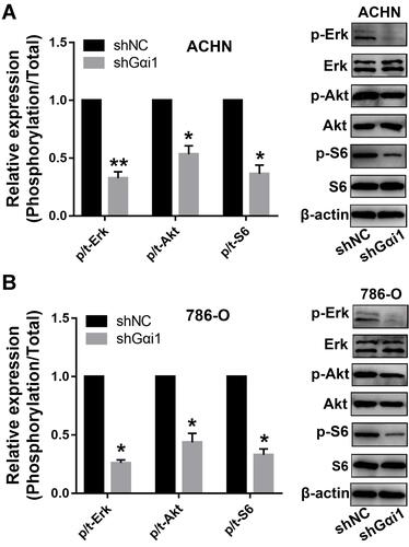 Figure 6 Gαi1 knockdown inhibited Akt-mTOR and Erk-MAPK signaling pathways. Western blot was used to analysis of p/t-AKT, p/t-S6 and p/t-ERK protein expression in 786-O and ACHN cells. Knockdown of Gαi1 inhibited Akt-mTOR and Erk-MAPK signaling pathways in 786-O (A) and ACHN (B) cells. Results were presented as mean ± SD. *P<0.05, **P<0.01.