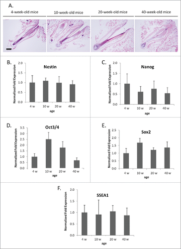 Figure 4. mRNA levels of stem cell marker genes from whisker hair follicles of various age. (A) Hematoxylin and eosin staining of whisker follicles isolated from 4-, 10-, 20-, and 40-week-old mice. Bar = 200 µm. (B-F) Comparisons of mRNA levels of stem-cell-marker genes: nestin (B), Nanog (C), Oct 3/4 (D), Sox 2 (E), SSEA1 (F) were determined with PCR. Results are mean ± SD for 3 samples each. The mRNA level of stem-cell-marker genes did not show any significant differences with whisker age.