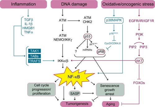 Figure 3 Schematic illustration of the pathways linking NF-κB to cellular senescence, cancer, and aging.