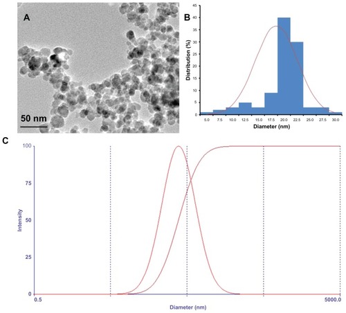 Figure 2 Physical characteristic of the citric acid-coated magnetic particles. (A) Transmission electron microscopic images of magnetic nanoparticles; (B) size distribution histogram of magnetic nanoparticles; (C) hydrodynamic particle size distribution of citric acid-coated magnetic particles.