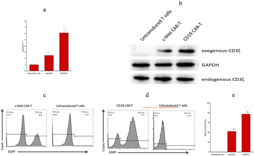 Figure 2. Validation of gene and protein levels of second-generation CAR molecules, (a) PCR detection for the presence of second-generation CAR sequences in c-Met CAR-T cells (p ≤ 0.01 vs Untransduced T cells) Note: Lane 1 is genomic DNA of c-Met CAR T cells, lane 2 is genomic DNA of activated T cells, and lane 3 is reference TAKara DNA marker. (b) Western blot to detect CD3ζ expression in c-Met CAR-T cells. Exogenous CD3ζ shows the molecular weight of the fusion protein, and the molecular weights of CD19 CARs and c-Met CARs are both around 55KD. (c) Infection efficiency of c-Met CAR-T lentivirus, expressed EGFP. Gating strategy used to determine EGFP surface expression on c-Met CAR-T was established based on blank control (Untransduced T cells), FITC mode with the same wavelength as EGFP was used for detection .Numbers represent the percentage of gated cells. (d)Infection efficiency of CD19 CAR-T lentivirus, expressed EGFP. Gating strategy used to determine EGFP surface expression on CD19 CAR-T was established based on blank control (Untransduced T cells), FITC mode with the same wavelength as EGFP was used for detection. Numbers represent the percentage of gated cells. (e)The statistical analysis of lentivirus infection efficiency.