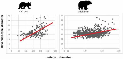 Figure 3. Scatter plots showing the correlation between mean osteon diameter and mean Haversian canal diameter both in cubs and adult bears. Values are expressed in μm.