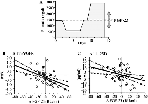 Fig. 6. Renal response to Pi intake in relation with changes in FGF-23 in healthy young men. (A) In 29 healthy volunteers (age range: 21–39 years), daily Pi intake was decreased from about 1500 to 500 mg and then elevated to nearly 3000 mg. To minimize directional changes in serum PTH by Pi, dietary Ca was also decreased and increased during low and high Pi intake, respectively. The maximal renal Pi reabsorption per milliliter of glomerular filtrate (TmPi/GFR) and the plasma levels of 1,25D and FGF-23 were measured before and after each variation in Pi intake. (B,C) The relationships between the changes (Δ) in TmPi/GFR (B) or 1,25D (C) were inversely related to the variations in the circulating levels of FGF-23. The arrows on the right side of diagram A symbolize the bidirectional changes of FGF-23 in response to dietary Pi variations. This study supports the concept that, in humans, FGF-23 is involved in systemic Pi homeostasis by regulating both renal Pi reabsorption and 1,25D production. (Adapted from Ferrari et al. [Citation57]. See text for further details.)