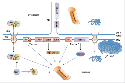 Figure 1. Ubiquitin-proteasome-dependent protein degradation pathways in the yeast nucleus. San1 is a nuclear E3 protein ubiquitin ligase that ubiquitinylates misfolded nuclear (NP) and cytoplasmic (CP) proteins. Delivery of CPs to nuclear San1 is assisted by Hsp70 chaperone Ssa1. Unlike the ER-membrane localized E3 ligase Hrd1, E3 ligase Doa10 localizes to both ER and the INM and targets INM protein Asi2 and transcriptional repressor Matα2 for proteasomal degradation. Asi1-Asi3 is an E3 ligase complex enriched in the INM that, together with Asi2, ubiquitinylates latent forms of transcription factors Stp1 and Stp2 via their RI degron. Asi1-Asi3 also ubiquitinylates misfolded or mislocalized integral membrane proteins (IMP) in the INM. The nucleus is also the compartment for the proteotoxic stress-induced deposit of misfolded cytoplasmic proteins and protein aggregates in the intranuclear quality control compartment (INQ).