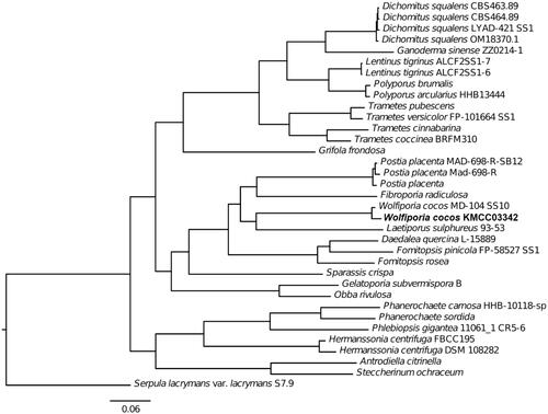 Figure 1. Maximum likelihood (ML) tree generated using single copy ortholog genes from 34 NCBI GenBank Polyporales genomes and Wolfiporia cocos KMCC03342. Serpula lacrymans var. lacrymans S7.9 genome (GenBank: GCA_000218685.1) was used as an outgroup.