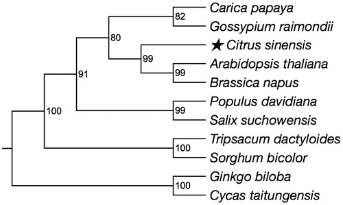 Figure 1. The neighbour-joining phylogenetic tree of Citrus sinensis was constructed with MEGA 7 with 1000 bootstrap replicates using 22 protein-coding genes of 11 species. All the sequences used could be available in the GenBank database: Carica papaya NC_012116; Gossypium raimondii NC_029998; Citrus sinensis NC_037463; Arabidopsis thaliana NC_001284; Brassica napus NC_008285; Populus davidiana NC_035157; Salix suchowensis NC_029317; Tripsacum dactyloides NC_008362; Sorghum bicolor NC_008360; Ginkgo biloba NC_027976; Cycas taitungensis NC_010303.