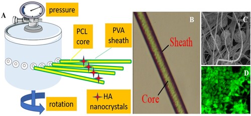 Figure 6. PCL–PVA binary polymer fibres, (A) schematic representation of production set-up of pressurised gyration, (B) fluorescence microscope image of manufactured fibre with core and shell PCL and PVA binary polymer layers, (C) SEM image showing cell-binary PCL–PVA core–shell fibre interactions, and (D) fluorescence microscope image of living cells that interact with PCL–PVA core–shell fibres. Reproduced from Ref. [Citation138] with permission.
