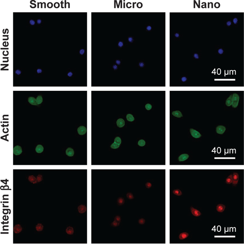 Figure S3 Protein expression of integrin β4 detected using immunofluorescence staining after 24 hours of culture; integrin β4 (red), actin (green) and nucleus (blue).