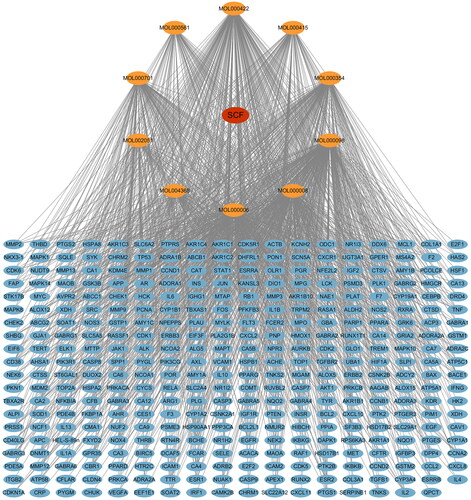 Figure 1. Drug-compounds-target network. Red node represents SCF, yellow nodes represent compound components in SCF, blue nodes represent the targets of SCF, and edges represent interactions between them.