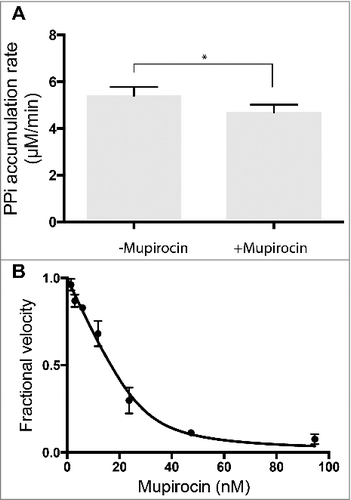 Figure 5. Inhibition of E. coli IleRS by mupirocin. A. Inhibition of a single enzyme (IleRS) in a mixture of four aaRSs (Pf-AlaRS, Ec-LysRS, Ec-ThrRS, and Ec-IleRS). Each enzyme was added in a sufficient amount to yield a rate of PPi synthesis of 1.5 µM/min. Bars and errors represent mean and standard deviation,*p<0.05, n = 3. B. Morrison plot for inhibition of Ec-IleRS by mupirocin. IleRS was assayed individually in presence of varying concentration of mupirocin and 4 mM of L-Val. The calculated K i for mupirocin was 0.8 nM, and the determined concentration of active IleRS was 33 nM. The fractional velocity (vi/v0) is the ratio of initial velocities measured in the presence of inhibitor (vi) and in the absence of inhibitor (v0). See Materials and Methods for details.