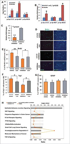 Figure 4. Novel miRNA pc-3p-17172 regulates neural progenitor cell proliferation and differentiation. (A) Ago2-RNA immunoprecipitation (RIP) shows the copy numbers of novel miRNAs in non-ischemic (control) and ischemic (MCAo) NPCs. (B) Quantitative RT-PCR data show the altered expression of novel miRNAs in non-ischemic (control) and ischemic (MCAo) NPCs. (C) The endogenous pc-3p-17172 expression was significantly knocked down in ischemic NPCs transfected by miScript inhibitor (pc-3p-17172 inhibitor) compared with NPCs transfected by inhibitor control (inhibitor con). Panel (D)shows the representative immunocytochemistry images of BrdU positive cells in ischemic NPCs transfected by pc-3p-17172 mimic, inhibitor or their corresponding controls. Panels E, (F)and (G)demonstrate quantitative data of BrdU (E), Tuj1 (F), GFAP (G) positive cells, respectively, in NPCs after transfection of pc-3p-17172 mimic or inhibitor. Panel (H)shows the most significantly enriched canonical signaling pathways associated with genes putatively targeted by pc-3p-17172. Data were analyzed by means of the IPA software. N = 3 for each group. * p < 0.05; ** p < 0.01 vs. the control group. Scale bar = 20µm.