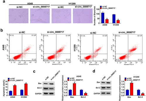 Figure 3. Circ_0008717 knockdown suppresses angiogenesis and induces apoptosis in NSCLC. A549 and H1299 cells were transfected with circ_0008717 siRNA (si-circ_0008717) and siRNA NC (si-NC); (a) Tube formation assay for HUVECs with the conditioned medium of indicated cells. (b) Flow cytometry of cell apoptosis rate. (c–d) Protein levels of Bax and Bcl-2 protein in cells were assayed by western blot. Error bars stand for the mean ± SD of three independent measurements. *P < 0.05.