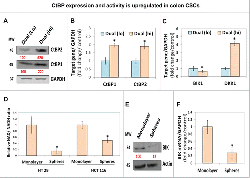 Figure 1. CtBP expression and activity is upregulated in colon CSCs. (A) An immunoblot analysis revealing higher expression of CtBPs in Dual (hi) [CD133(hi)/CXCR4(hi), CSCs] compared to Dual (lo) [CD133(low)/CXCR4 (low), non-CSCs] HT-29 spheroid cells. GAPDH is used as a loading control. (B) Real-time quantitative reverse transcriptase polymerase chain reaction (QPCR) showing increase in CTBP(s) levels in Dual (hi) CSCs, in part, due to increased gene transcription. Data was normalized to GAPDH. (C) QPCR analysis of differential expression of CtBP target proteins such as BIK (repression), and DKK1 (activation) in Dual (hi) compared to Dual (lo) cells suggesting higher CtBP activity in CSCs. (D) Colonospheres, enriched in Dual (hi) CSCs (Fig. S1), demonstrating decreased NAD+/NADH ratio compared to monolayer controls in both HCT-116 and HT-29 colon cancer cells, suggesting a reduced redox state in the spheroids. (E and F) Immunoblot and QPCR analyses of BIK, a CtBP repression target, suggesting higher CtBP activity in HCT-116 spheroid cells compared to monolayer controls. Actin and GAPDH were used as loading control respectively. Data is represented as percent of vehicle-treated cells. Error bars represent ±1 SEM. *P < 0 .01.