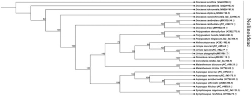 Figure 1. The neighbor joining tree (bootstrap repeat = 10,000) inferred from 26 plastid genomes.