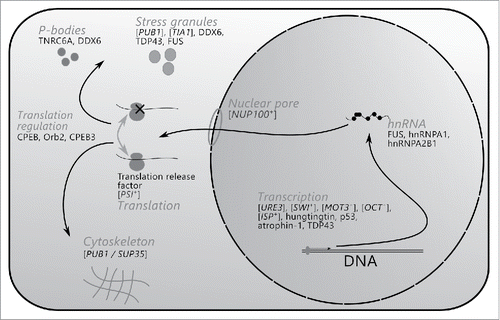 FIGURE 1. RNA-modulating prions and amyloids, and cellular processes in which they are implicated. Shown are cellular processes or protein complexes, which are associated with corresponding prions and amyloids. Arrows connect consequent stages of the mRNA life cycle.