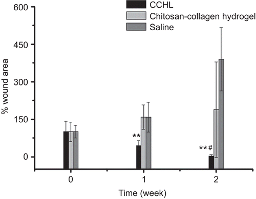 Figure 9.  Wound size changes in MRSA infected New Zealand rabbits treated with CCHL, chitosan-collagen hydrogel, and saline during 2 weeks (mean ± SD, n = 6~9). ** p < 0.01 compared with other groups (one-way ANOVA, Bonferroni test); **# p < 0.01 compared with the saline group (one-way ANOVA, Bonferroni test).
