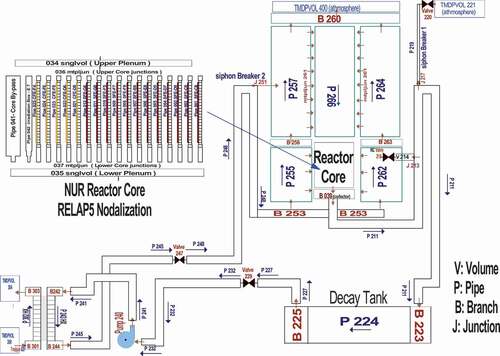 Figure 3. RELAP5 nodalization of the NUR (RR) primary cooling system.