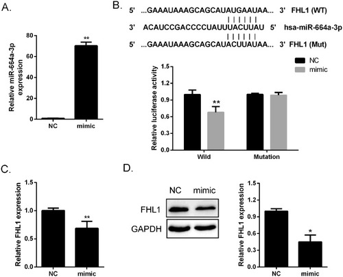 Figure 6 Hsa-miR-664a-3p directly targeted FHL1. (A) qRT-PCR analysis of hsa-miR-664a-3p expression in HEK293T cells. (B) hsa-miR-664a-3p directly targeted FHL1 as confirmed by luciferase array in HKE293T cells. (C) qRT-PCR analysis of mRNA level of FHL1 and (D) Western blot analysis of protein level of FHL1 in Beas-2B cells posttransfected with hsa-miR-664a-3p mimic (**p < 0.01, *p < 0.05). NC, negative control.