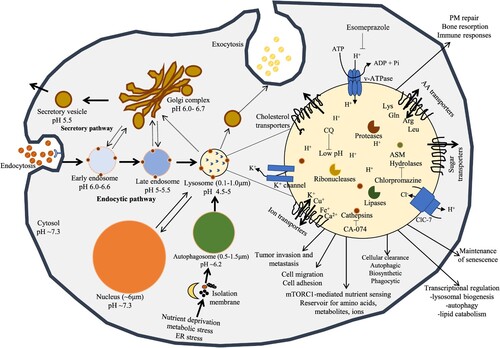 Figure 2. The central position of lysosomes at the ALP. Activated lysosomes and autolysosomes are associated with terminal degradation stage through endocytic and autophagic pathways. Exogenous products are endocytosed by endosomes and autolysosomes act as an integral part of the autophagy for degradation. The membrane of lysosome plays as a podium for the gathering of mTORC1 complex, which plays a main role for nutrient sensing signals of lysosomes to control energy levels through downstream mediators including TFEB. Interior pHs of intracellular vesicles steadily decrease laterally from early endosomes to late endosomes to lysosomes, the mostly acidic organelles. Lysosomes create and preserve their pH homeostasis by applying v-ATPase carrier. The positive charged ions such as K+ can be dispatched by K+ ion channel or by exchanged by Cl− influx carrier via ClC-7, a Cl−/H+ antiporter.
