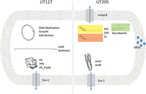 Figure 4. Comparative model of the main virulence factors associated with UT127 and UT205 in Sauton’s medium. Representative diagram to show the differences between UT127 and UT205. The main pathways that are activated by UT127 are more related to survival while for UT205 are more related to virulence.