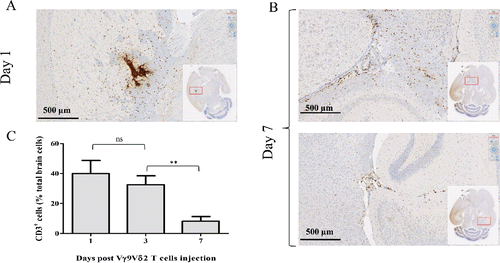 Figure 1. Human Vγ9Vδ2 T cells survive and patrol within the brain of NSG mice. NSG mice underwent intracranial injection of 2 × 106 (A–B) or 107 Vγ9Vδ2 T cells (C). Human-CD3 expression was analyzed by IHC on brain sections on days 1 (A) and 7 (B), or by flow cytometry on brain cells on days 1, 3 and 7 (C). Results are expressed as % of CD3+ cells among total brain cells (mean ± SEM, n = 3 ; ns: not significant, **p <0.005).