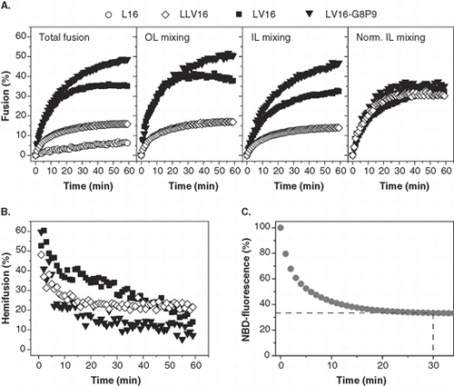 Figure 2.  Dependence of liposome fusion elicited by LV-peptides on primary structure. (A) The panels show the kinetics of total fusion, OL mixing, IL mixing, and IL mixing normalized to OL mixing. Data are averages from 4–8 experiments recorded at P/L = 0.0037–0.0061 and scaled to P/L = 0.005 for better comparability. (B) The percentage of hemifusion as a function of reaction time as calculated from total and IL mixing kinetics given in part A. (C) Kinetics of dithionite bleaching. The decrease of NBD-fluorescence upon incubation of donor liposomes with 20 mM Na-dithionite on ice to about two-thirds of the original value after ∼ 20 min indicates preferential bleaching of NBD-PE within the outer leaflet.