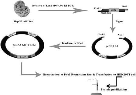 Figure 1. Summary of construction of recombinant vector and its transfection and purification. HepG2 cell line was used as a source for Lcn2 cDNAs. The isolated gene was cloned into pcDNA3.1 vector. Stable clones expressing recombinant Lcn2 was established in the presence of geneticin. Finally, Lcn2 was purified.