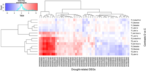 Figure 3. Heatmap of log2FC values with grouping of differentially expressed genes (DEGs) related to drought in drought and control comparison (contrasts D vs C) for seven genotypes in two time points (T1, T2).