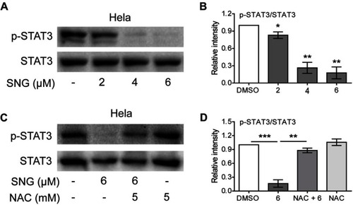 Figure 3 Sanguinarine (SNG) inhibits STAT3 phosphorylation in HeLa cells. (A) The levels of p-STAT3 and STAT3 were detected by Western blot in HeLa cells. STAT3 was used as internal control. (B) Quantification of data presented in panel A. (C) HeLa cells were preincubated with or without NAC (5 mM) before exposure to SNG (6 μM) for 12 hrs, and the expression of p-STAT3 and STAT3 was detected by Western blot. STAT3 was used as internal control. (D) Quantification of data presented in panel C. The results shown are representative of at least three independent experiments. Data are shown as mean ± SEM (n=3) (*P<0.05, **P<0.01, ***P<0.001).