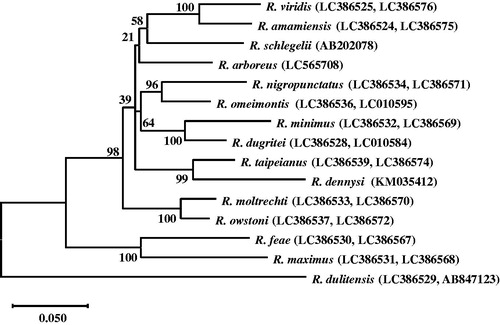 Figure 1. Phylogenetic relationship in the genus Rhacophorus. We aligned the sequences by ClustalW and constructed a maximum-likelihood (ML) phylogenetic tree based on the mitochondrial 12S rRNA, tRNA-Val, 16S rRNA, and COI sequences of 15 species by MEGA version X (CitationKumar et al. 2018). Most of the mitochondrial genome sequences are reported in the previous study (CitationMatsui et al. 2019), but the sequences of R. dennysi, R. schlegelii, and R. arboreus were replaced with the corresponding sequences from the whole mitochondrial genomes. DDBJ accession numbers are noted in brackets. The values of the branches are bootstrap values (1000 replicates).