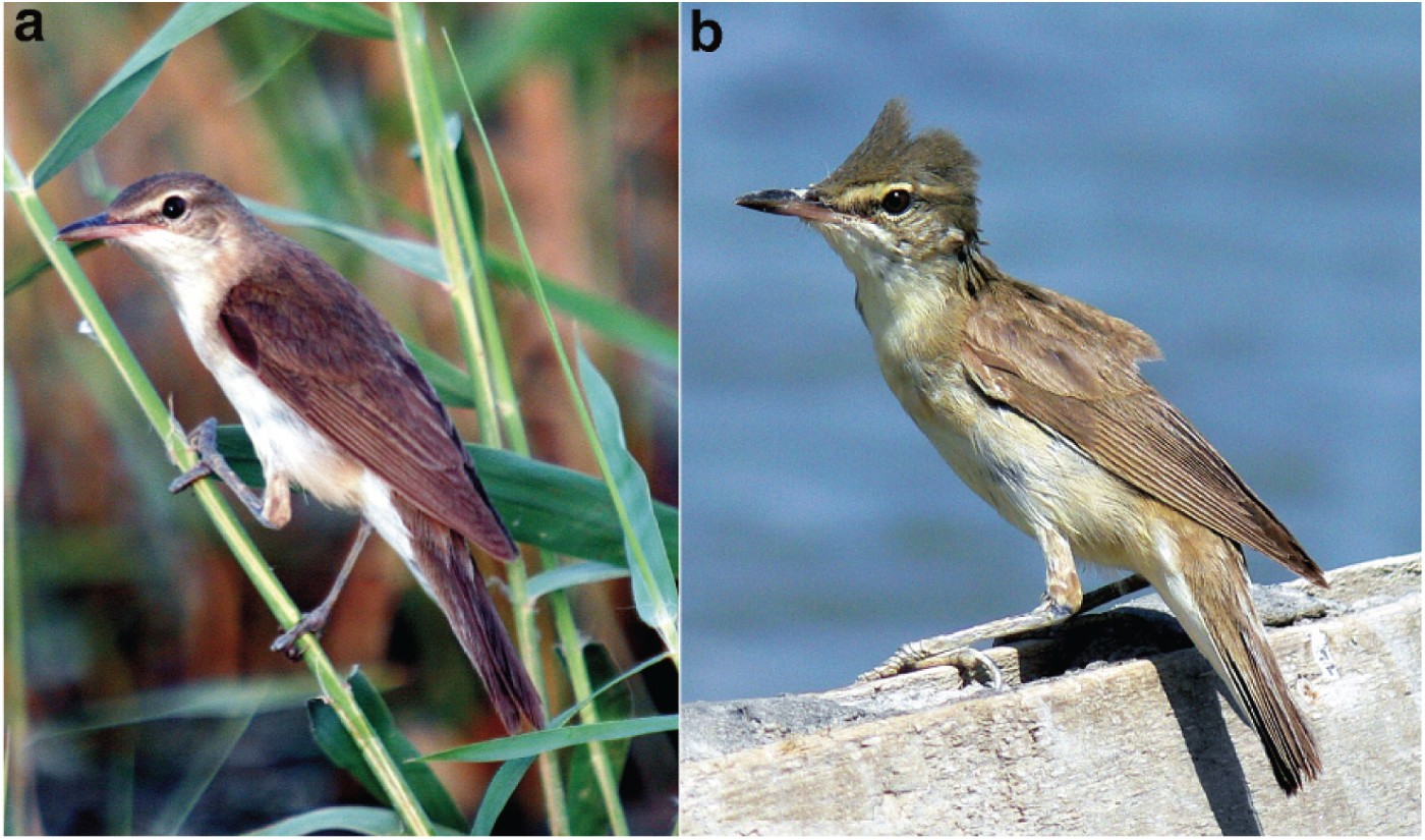 Figure 2 (a) Adult male Basra Reed Warbler foraging at Haur Al-Chebaeish on 20 June 2007. (b) Adult female on 1 August 2006 (Central marshes).
