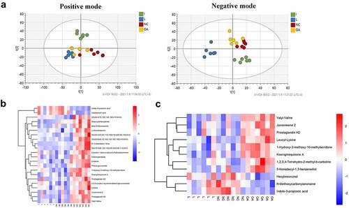 Figure 4. Differential expressed metabolites of serum in group I and L. (a) The OPLS-DA score showed that the sample distinction is significant, and the samples are all within the 99% confidence interval (Hotelling’s T-squared ellipse). (b) Heatmap of different metabolites between the I group, NC group, and OA group. (c) Heatmap of different metabolites between the L group, NC group, and OA group. The color scale bar ranges from −2.0 to 2.0, with blue, white, and red representing low (blue), medium (white), and high (red) gene expression.