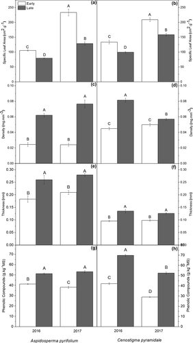Figure 4. Leaf traits for Aspidosperma pyrifolium and Cenostigma pyramidale individuals from early and late succession stages of tropical dry forest over two consecutive years (Santa Terezinha, Paraíba, Brazil). (a; b) specific leaf area; (c; d) leaf density; (e; f) leaf thickness; (g; h) phenolic compounds. Bars ± standard error followed by similar letters indicate a non-significant difference according to the Bonferroni test (5%), n = 10
