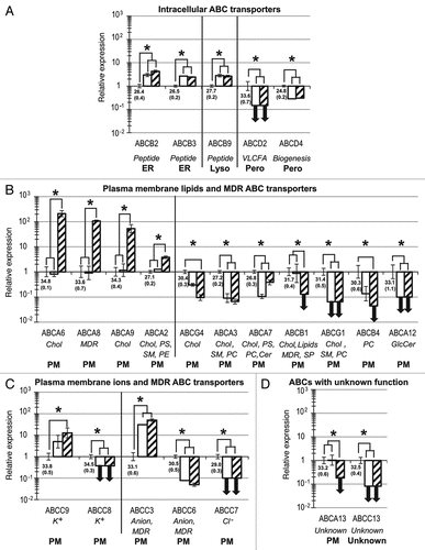 Figure 3. Twenty-three ABC genes are significantly up- or downregulated during the development of hESCs toward hES-MSCs and hMSCs. Compared with the hESC reference group, relative quantification and standard deviation values for hES-MSCs (white) and hMSCs (hatched) were calculated as previously describedCitation24,Citation76 with the five reference genes indicated in Materials and Methods. Statistical significance (p < 0.05) is indicated by asterisks. For hESCs, mean NCt (± SD) values are shown below the x-axis. ABC genes are categorized into four sets, based on subcellular localizations and substrates: (A) intracellular transporters; (B) plasma membrane lipid transporters; (C) plasma membrane ion transporters; (D) ABCs with unknown function or substrate. Bold downward-pointing arrows (↓) indicate the abolition of gene expression (defined as NCt ≥ 35) in hES-MSCs or hMSCs. Abbreviations for substrates and specific functions (italics), and subcellular localizations (bold), are as described in Figure 2.