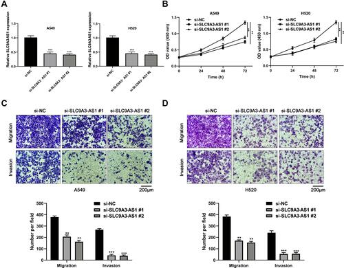 Figure 3 SLC9A3-AS1 knockdown inhibits NSCLC proliferation, migration and invasion. (A and B) Relative SLC9A3-AS1 expression level in NSCLC cells after transfection with si-SLC9A3-AS1 and its negative control (si-NC). (B) NSCLC cell proliferation ability following transfection with si-SLC9A3-AS1 as evaluated by CCK8 assays. (C and D) NSCLC cell migration and invasion ability following transfection with si-SLC9A3-AS1 as evaluated by transwell assays. **P< 0.01, ***P< 0.001.